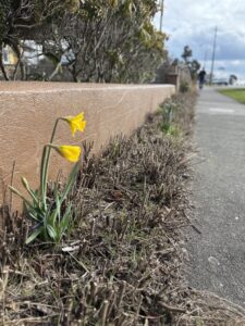 daffodils