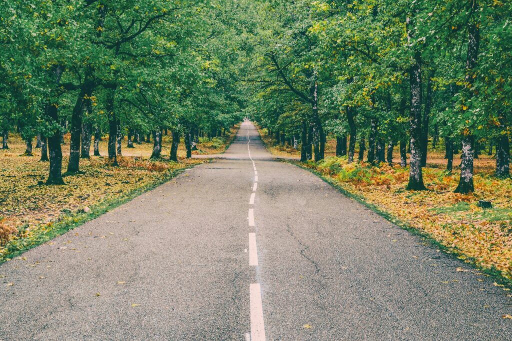 Peaceful road through vibrant autumn forest in Ilia, Greece with golden leaves.